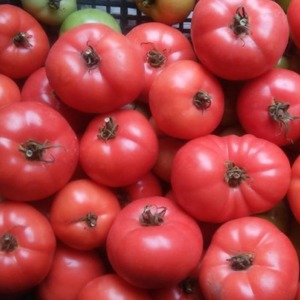 We grow from sowing to harvesting tomato Pink Miracle F1: reviews of farmers and practical recommendations