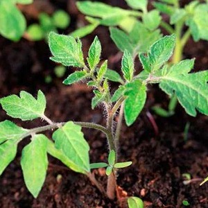 We grow from sowing to harvesting tomato Pink Miracle F1: reviews of farmers and practical recommendations