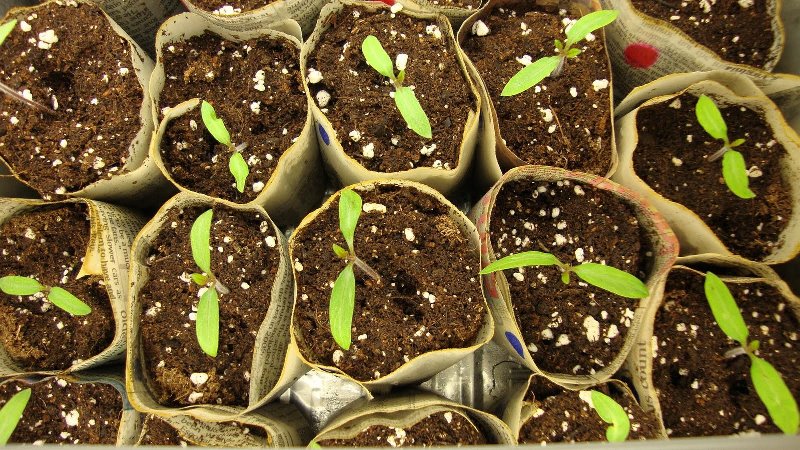 Assortment of tomatoes Konigsberg: description of varieties and tips for effective cultivation