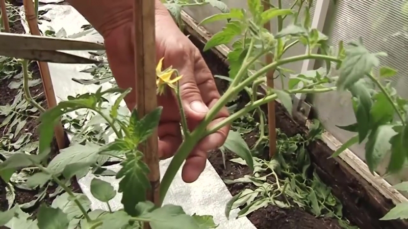Assortment of tomatoes Konigsberg: description of varieties and tips for effective cultivation