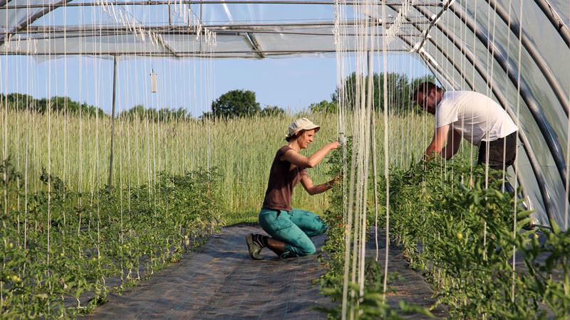 Assortment of tomatoes Konigsberg: description of varieties and tips for effective cultivation