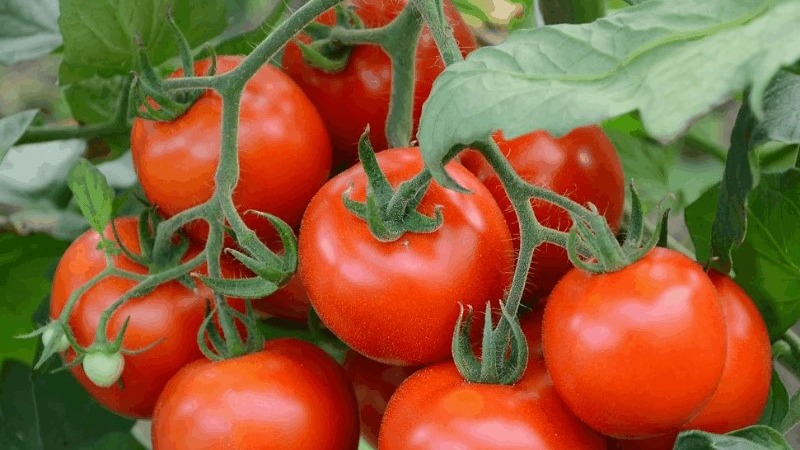 A good choice even for novice gardeners is Mashenka's tomato and the secrets of growing it to get a rich harvest