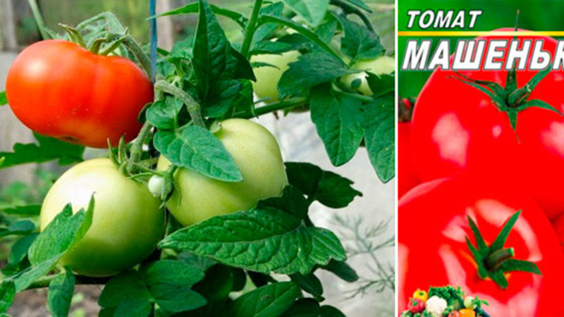 A good choice even for novice gardeners is Mashenka's tomato and the secrets of growing it to get a rich harvest