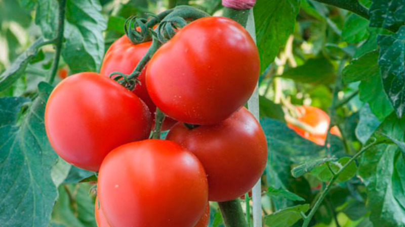 A good choice even for novice gardeners is Mashenka's tomato and the secrets of growing it to get a rich harvest
