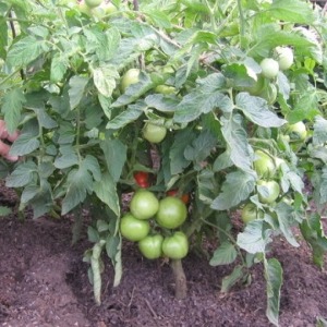 Tomato Em Champion: characteristics and description of the variety, reviews of those who planted tomatoes and photos