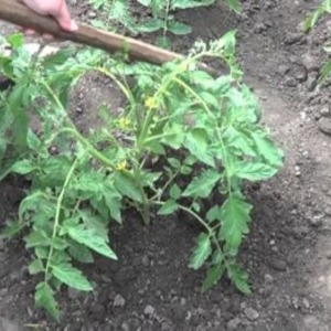 Tomato Em Champion: characteristics and description of the variety, reviews of those who planted tomatoes and photos
