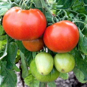 Tomato Em Champion: characteristics and description of the variety, reviews of those who planted tomatoes and photos