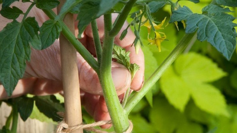 An extremely unusual variety from Siberian breeders - the Japanese crab tomato, which will not leave anyone indifferent