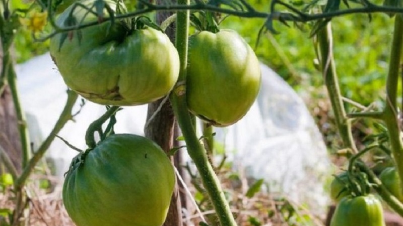An extremely unusual variety from Siberian breeders - the Japanese crab tomato, which will not leave anyone indifferent