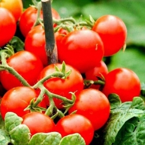 A popular and beloved variety of sweet and sour cherry tomatoes: the Japanese brush tomato and its benefits