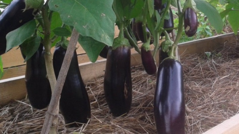 Why the Epic eggplant variety is good and why it is worth growing