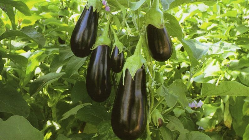Why the Epic eggplant variety is good and why it is worth growing