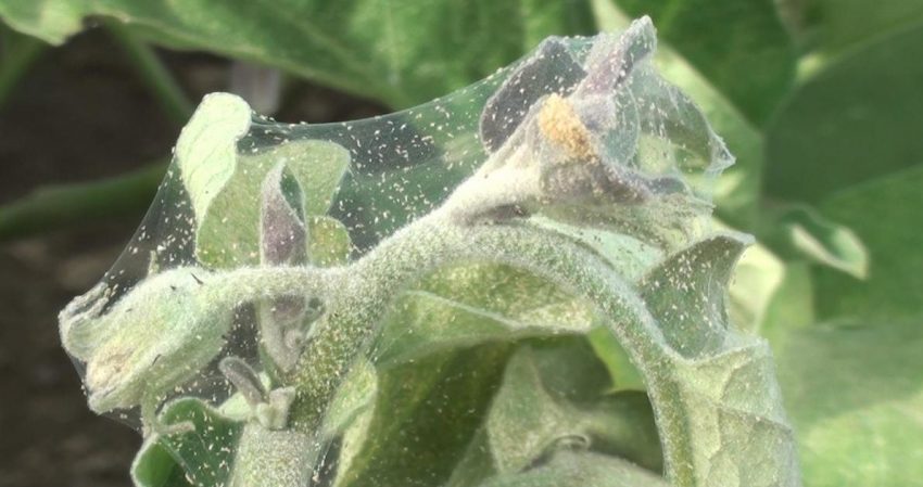 What is the danger of a spider mite on eggplant and how to effectively deal with it