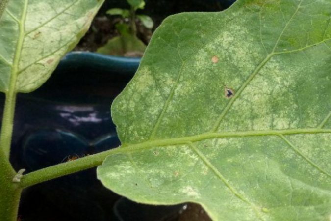 What is the danger of a spider mite on eggplant and how to effectively deal with it