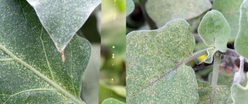 What is the danger of a spider mite on eggplant and how to effectively deal with it