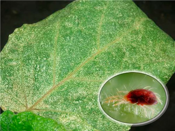 The best ways to treat eggplant diseases: photo and description
