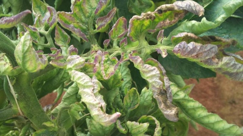 What to do if white spots appear on the leaves of tomatoes in the greenhouse