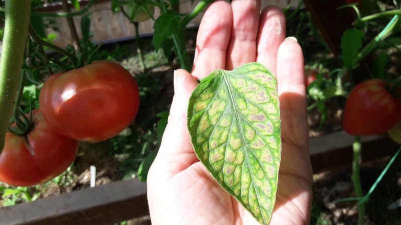 What to do if white spots appear on the leaves of tomatoes in the greenhouse