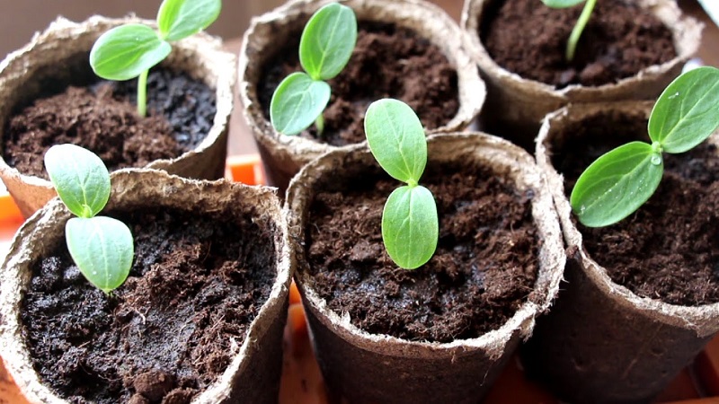 What to do if cucumber seedlings turn yellow: we fix the problem and prevent its appearance