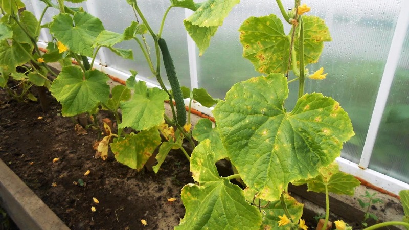 What to do if cucumber seedlings turn yellow: we fix the problem and prevent its appearance