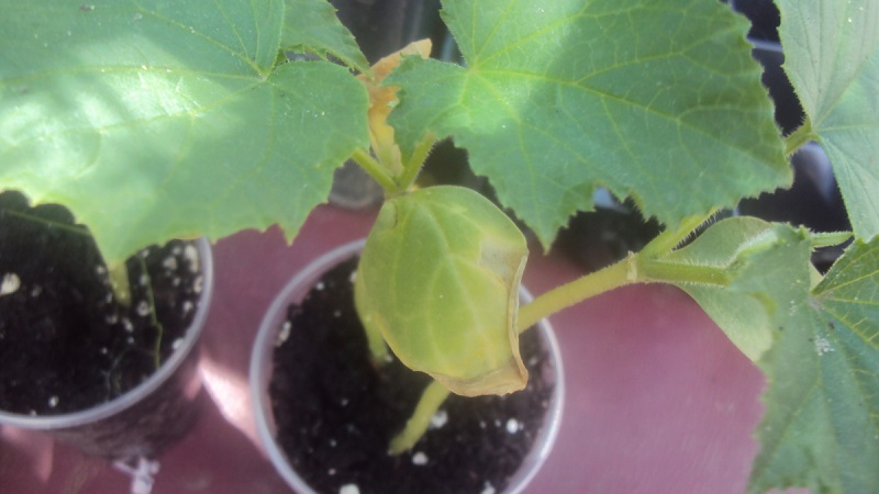 What to do if cucumber seedlings turn yellow: we fix the problem and prevent its appearance