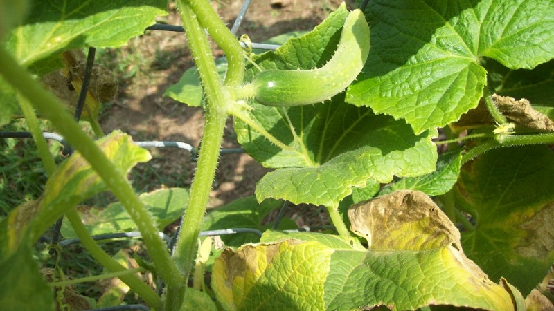 What to do if cucumber seedlings turn yellow: we fix the problem and prevent its appearance