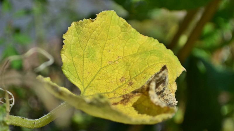 What to do if cucumber seedlings turn yellow: we fix the problem and prevent its appearance