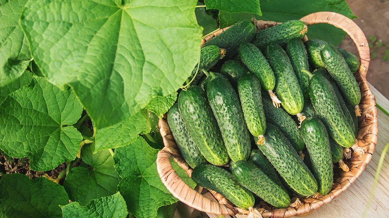 What to do if cucumber seedlings turn yellow: we fix the problem and prevent its appearance