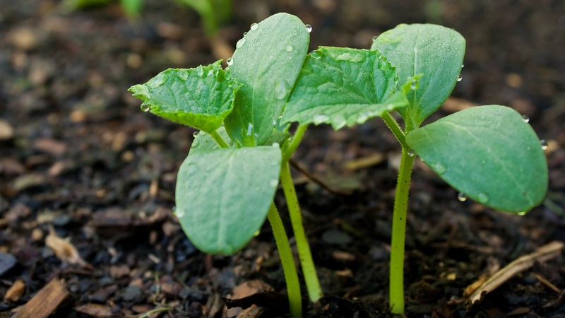 What to do if cucumber seedlings turn yellow: we fix the problem and prevent its appearance