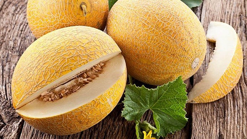 Melon is a berry, fruit or vegetable