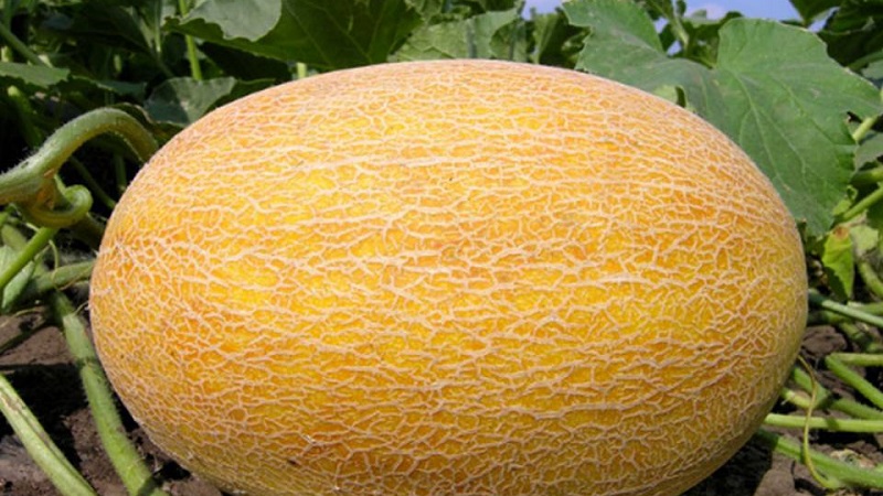 Melon is a berry, fruit or vegetable