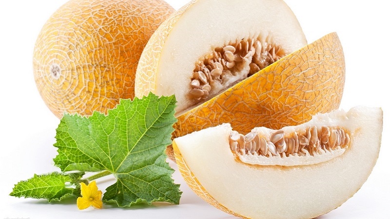 Melon is a berry, fruit or vegetable