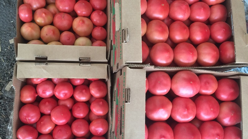 Hybrid variety from Japanese breeders - Pink Paradise tomato F1