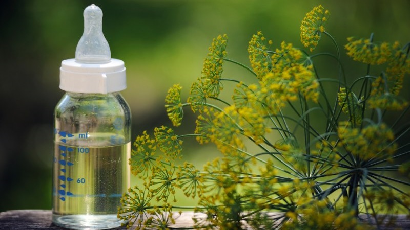 Instructions for young mothers: how to brew dill for newborns from colic and apply it correctly