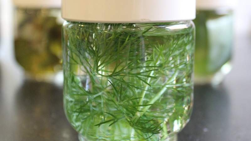 Instructions for young mothers: how to brew dill for newborns from colic and apply it correctly