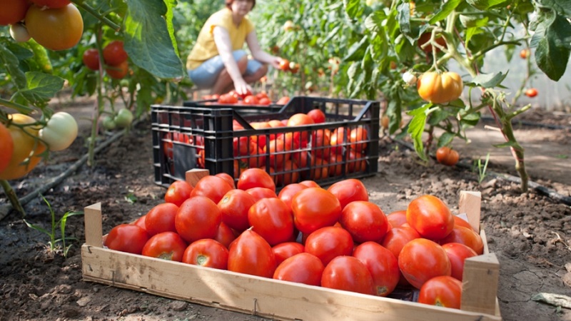 How to achieve high yields from red red tomato