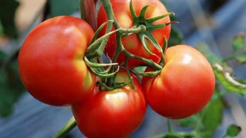 How to achieve high yields from red red tomato