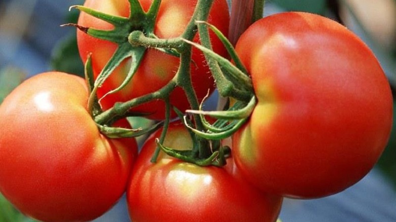 How to achieve high yields from red red tomato