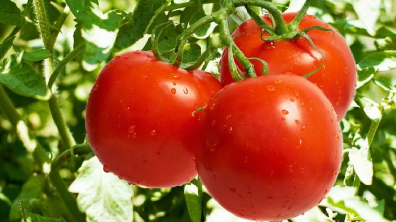 How to achieve high yields from red red tomato