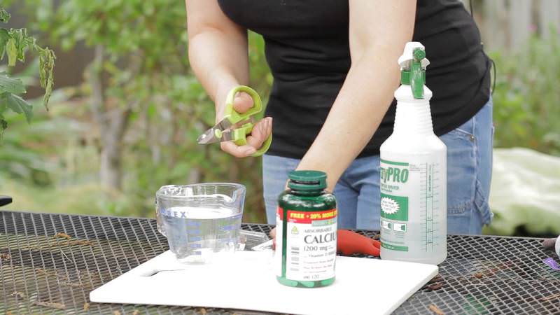 How and what to process tomatoes from late blight in a greenhouse: a review of the best remedies and effective folk methods