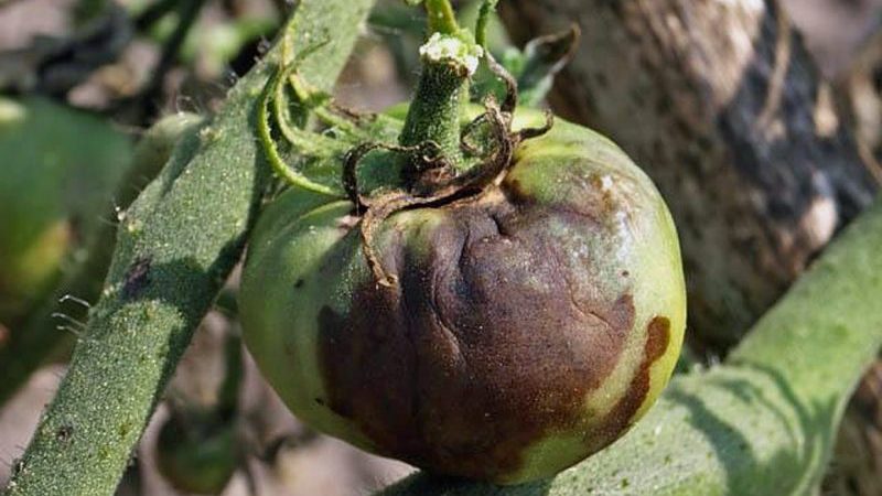 How and what to process tomatoes from late blight in a greenhouse: a review of the best remedies and effective folk methods