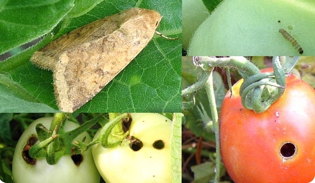 How to get rid of scoops on tomatoes once and for all?