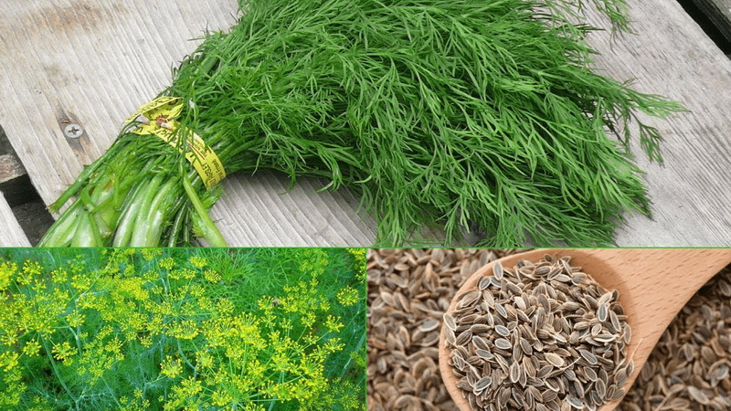 How to use dill seeds for pancreatitis and how they are useful