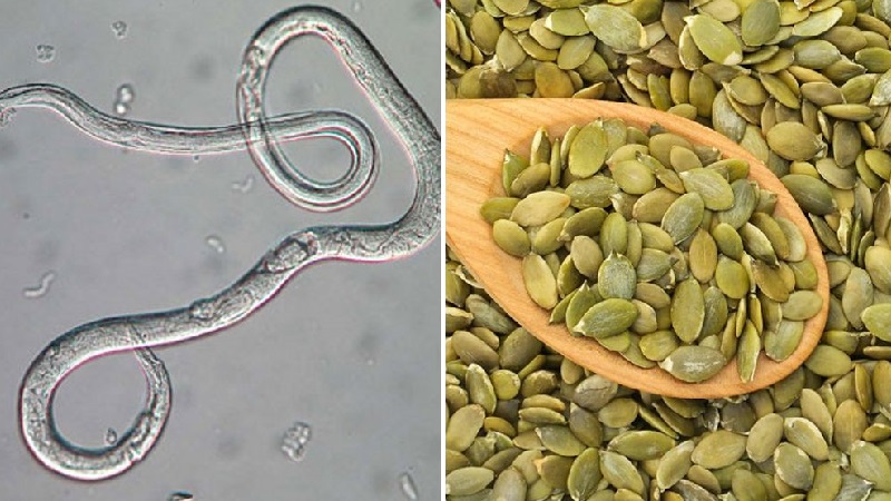 How to use pumpkin seeds for worms: the effectiveness of treatment and the best folk recipes