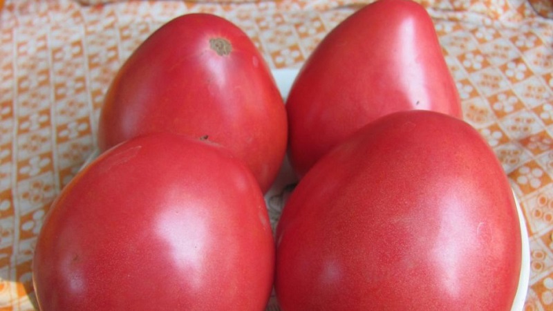How to grow a tomato Pudovik for higher yields