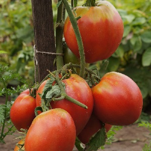 How to grow a tomato Pudovik for higher yields