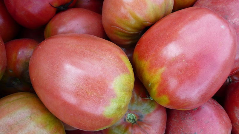How to grow a tomato Pudovik for higher yields