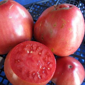 How to grow a tomato Pudovik for greater productivity