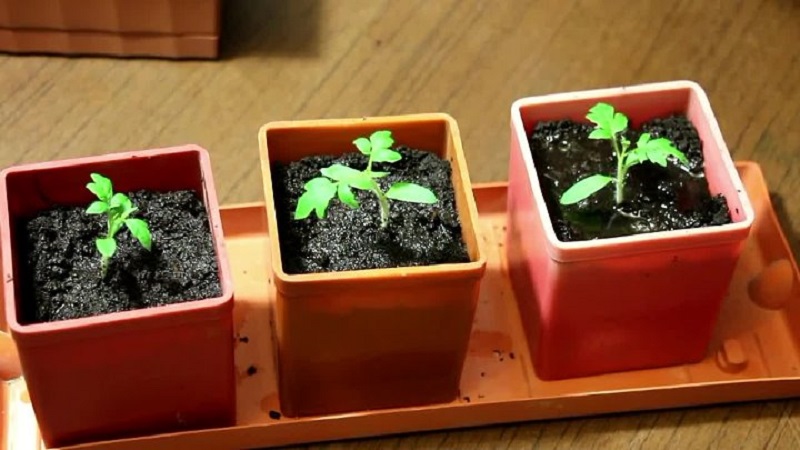 How to prepare tomato seeds at home and get a winter harvest from them - advice from experienced gardeners