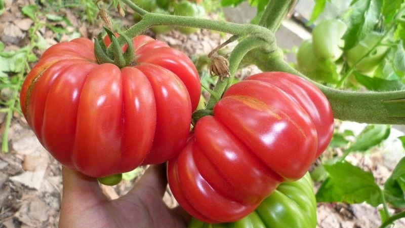 An extremely unusual variety from Siberian breeders - the Japanese crab tomato, which will not leave anyone indifferent